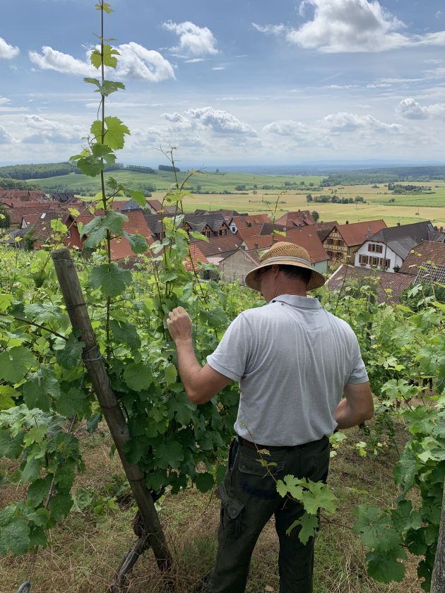 Palissage Fruehmess Sohler