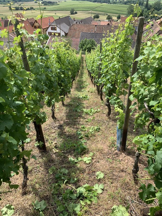 Palissage Fruehmess Sohler