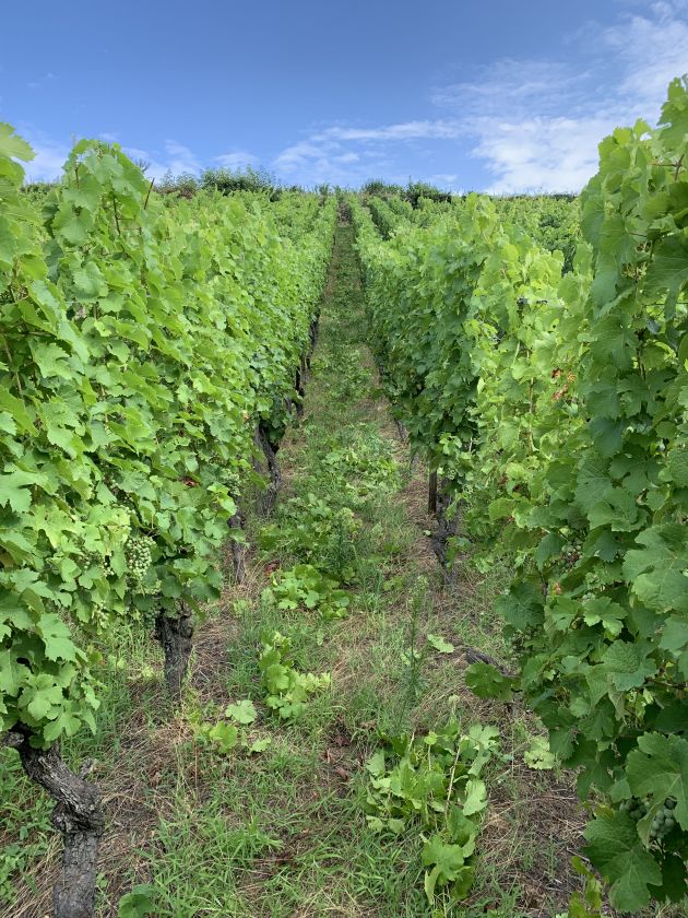 Rognage Fruehmess Sohler