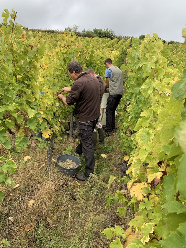 Riesling Fruehmess Sohler